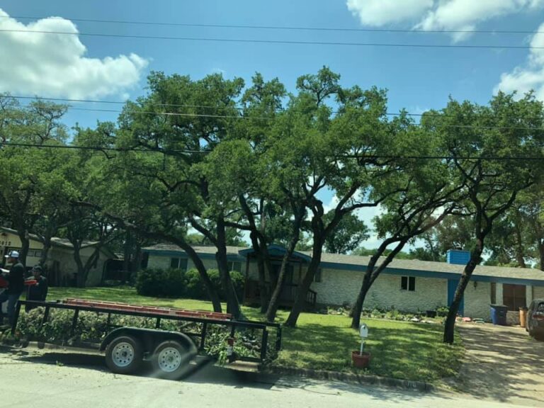 tree removal companies San Antonio TX