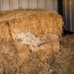 alfalfa hay for sale