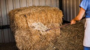 alfalfa hay for sale