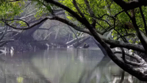 sundarban travels