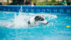 dog dock diving near me
